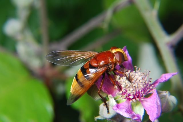 Volucella zonaria F (Syrphidae)